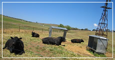 Bungendore Water Bores